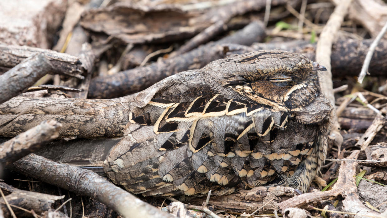  A common pauraque rests camouflaged on the forest floor in south Texas. 