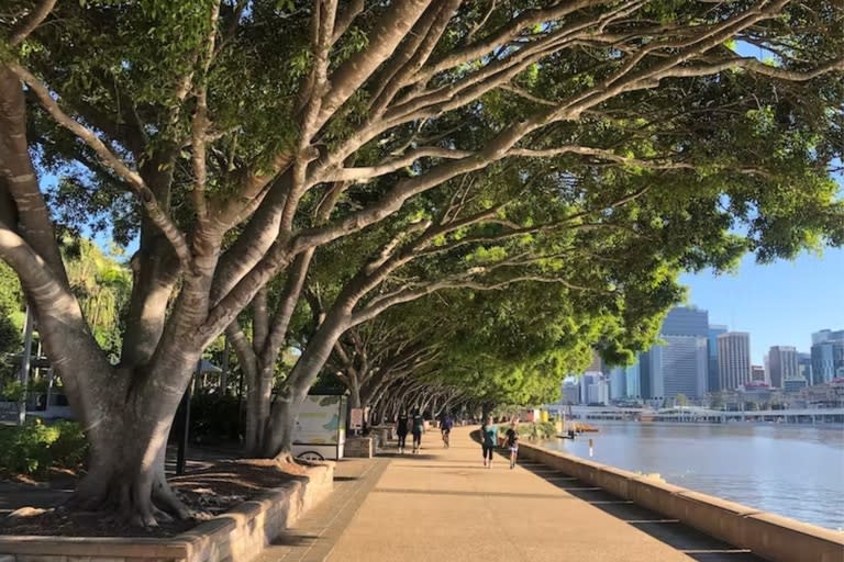 Las higueras de bahía Moreton, en Brisbane, Australia, se encuentran en riesgo por el cambio climático