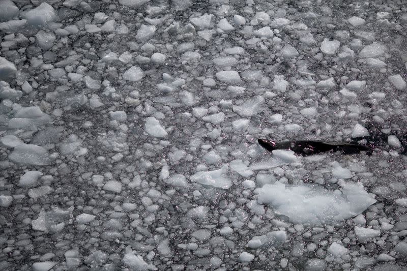 The Wider Image: On board the Antarctic expedition that reveals dramatic penguin decline