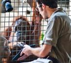 <a href="http://redapes.org/" rel="nofollow noopener" target="_blank" data-ylk="slk:(Photo by Tom Pandi/Toronto Zoo/Orangutan Outreach);elm:context_link;itc:0;sec:content-canvas" class="link ">(Photo by Tom Pandi/Toronto Zoo/Orangutan Outreach)</a> <br> <br> <a href="http://news.yahoo.com/apes-ipads-national-zoo-150122086.html" data-ylk="slk:Click here for the full story from LiveScience.com;elm:context_link;itc:0;sec:content-canvas;outcm:mb_qualified_link;_E:mb_qualified_link;ct:story;" class="link  yahoo-link">Click here for the full story from LiveScience.com</a>