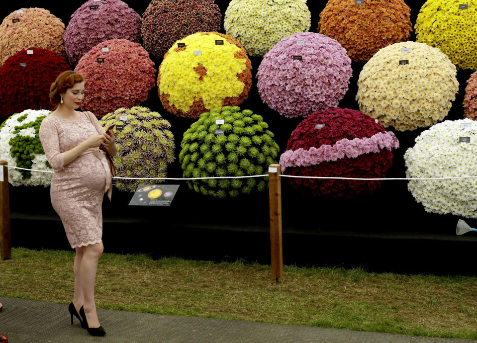 FILE - In this Monday, May 21, 2018 file photo a visitor walks past the National Chrysanthemum Society display at the RHS (Royal Horticultural Society) Chelsea Flower Show in London. The organizers consider the Chelsea Flower Show the world's most prestigious flower show and celebration of horticultural excellence and innovation. (AP Photo/Matt Dunham, File)