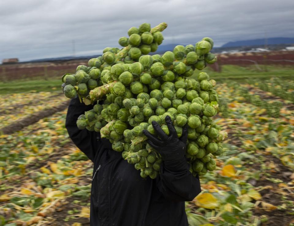 harvesting sprouts at Mount Vernon in the US state of Virginia