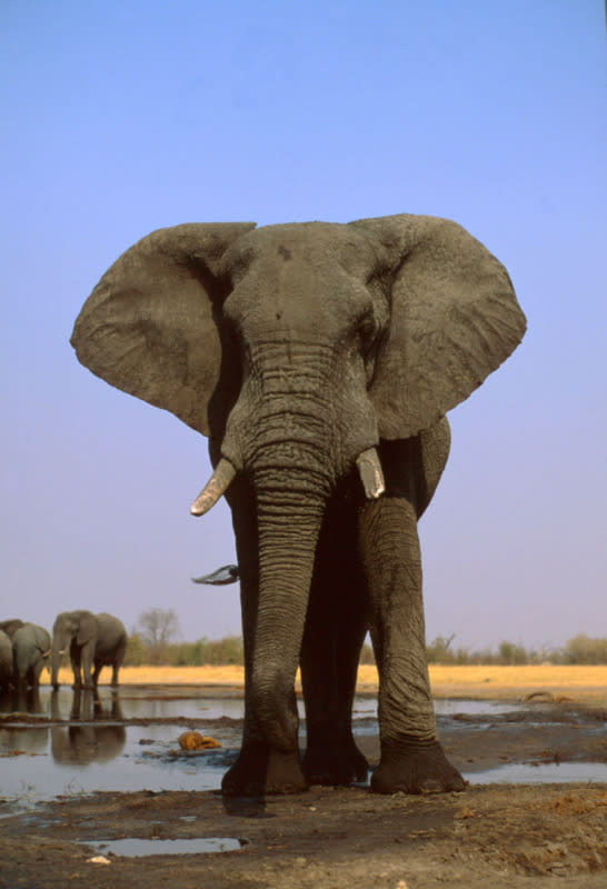 African Elephant Bull in agressive posture.