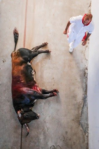 Quase todos os touros mortos são levados para o matadouro, onde sua carne é processada e vendida. Embora pareça que a carne destes animais esteja altamente valorizada, seu preço de venda tem caído e está em torno de 2.8 euros por quilo.