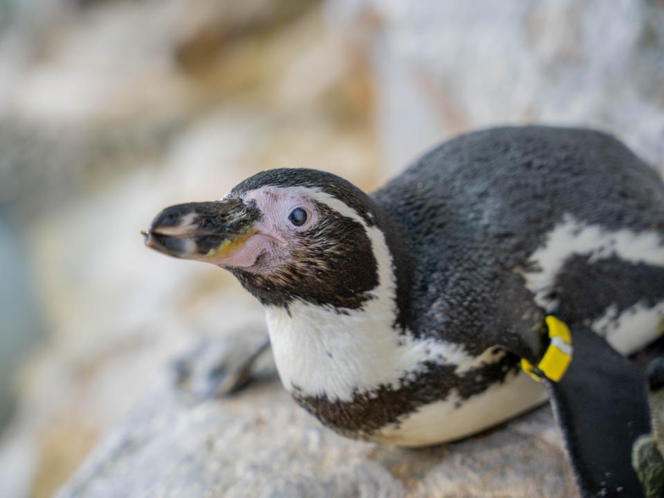 17-year-old Holly, the Humboldt Penguin, prior to surgery. The cataract is evident from the cloudiness in her left eye.