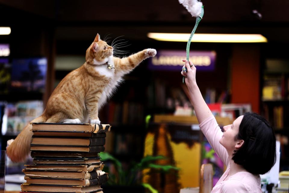 Employee Jennifer Haley plays with store cat Rose at the Book Bin in downtown Salem in 2015.