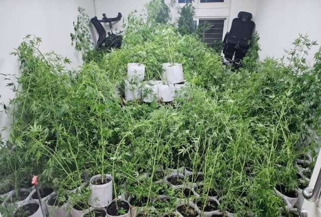 製毒集團隱身民宅種植大麻，檢方預估，查獲的大麻市價達1.3億元。圖／雲林地檢署提供