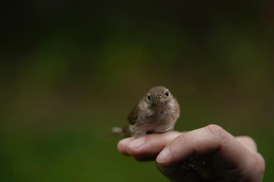 A wren rests on a hand as it is held by the feet, Wednesday, April 28, 2021, in Cheverly, Md. Cornell University records show a boom in amateur bird-watching. The number of people submitting eBird checklists — recording their bird sightings — was up 37% in 2020 compared with the previous year. (AP Photo/Carolyn Kaster)