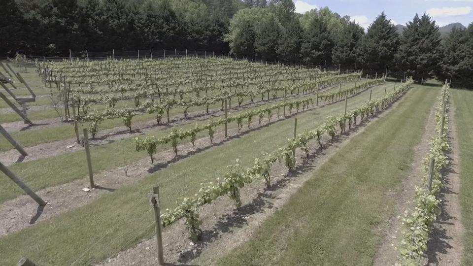 there are several wineries in and around Dillard.