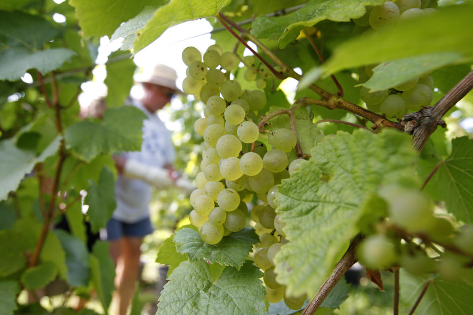 French wineries have to use a lot of pesticide to keep their grapes healthy,