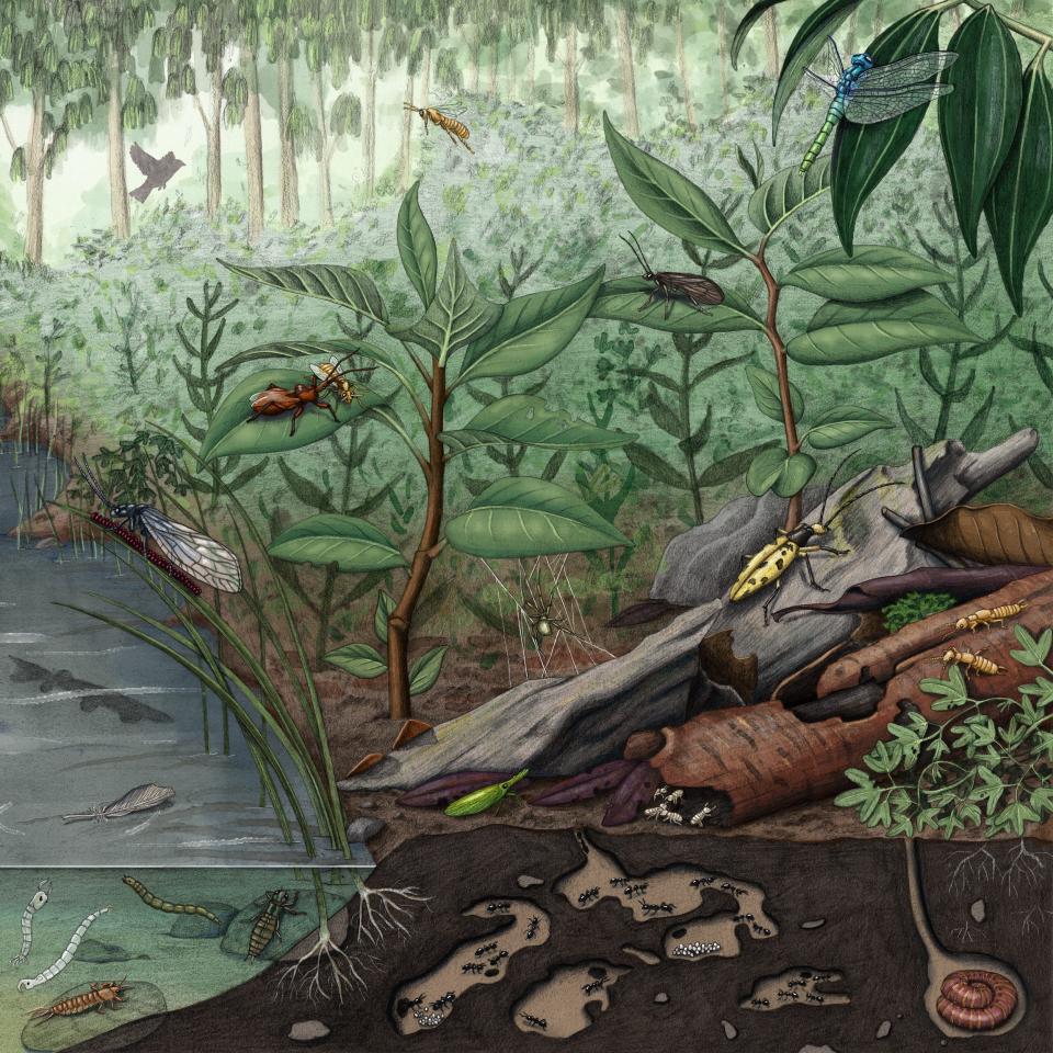 rainforest illustration plants bugs bird flying between trees underground worms ants fish in lake