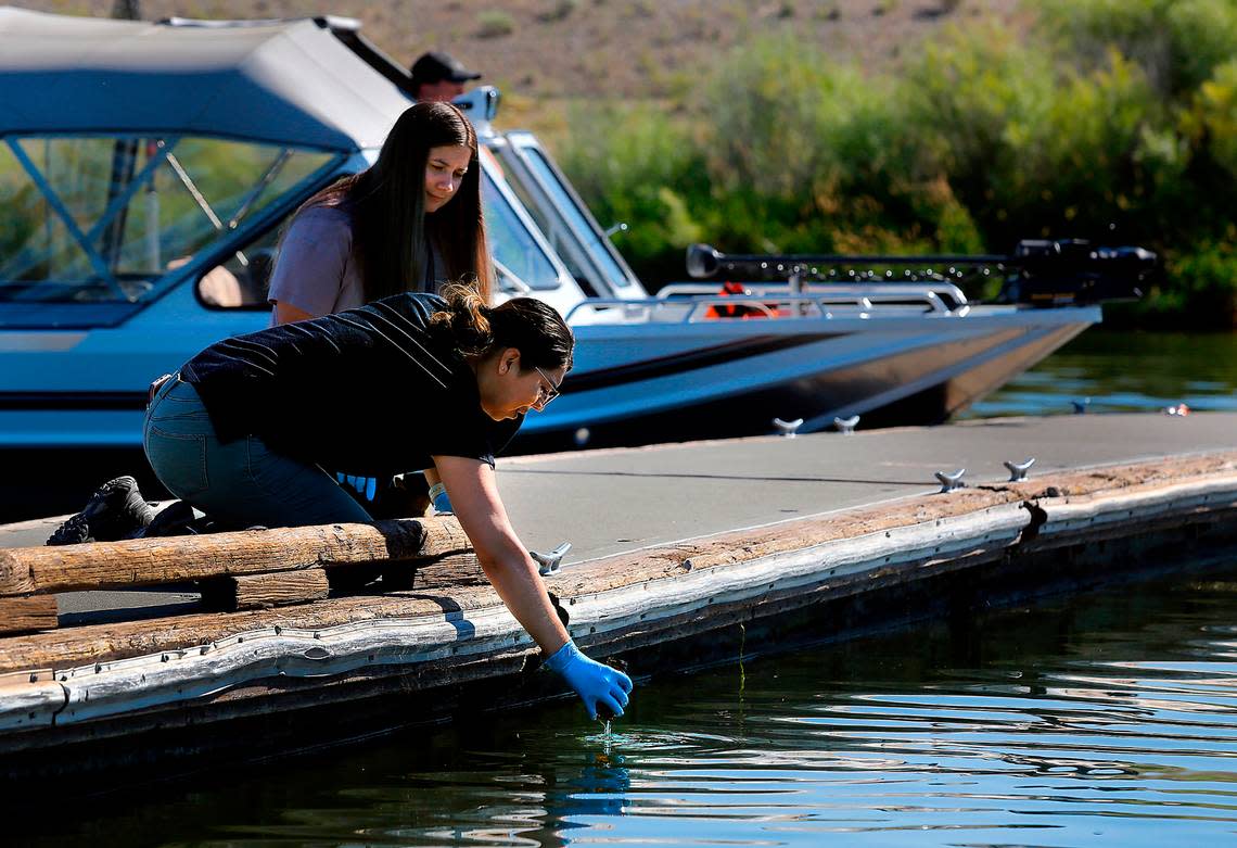 Environmental health technicians Gracie Jimenez , wearing glasses, and Ann Martinez collect water samples on Columbia River in the Tri-Cities area to be tested for toxins linked to blue algae.