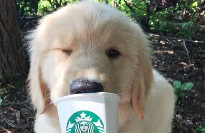 This cute puppy is SO FLUFFY and we need a dozen like him to survive this winter
