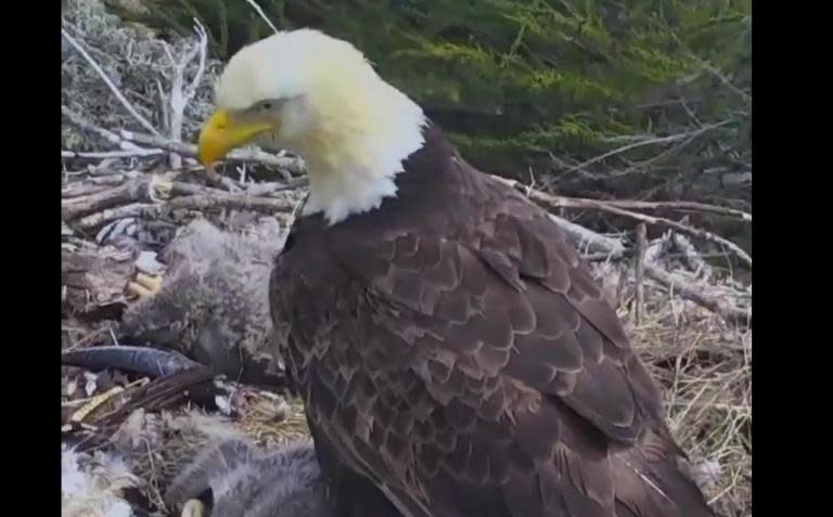 Eagle's reaction at the moment earthquake strikes, caught on video