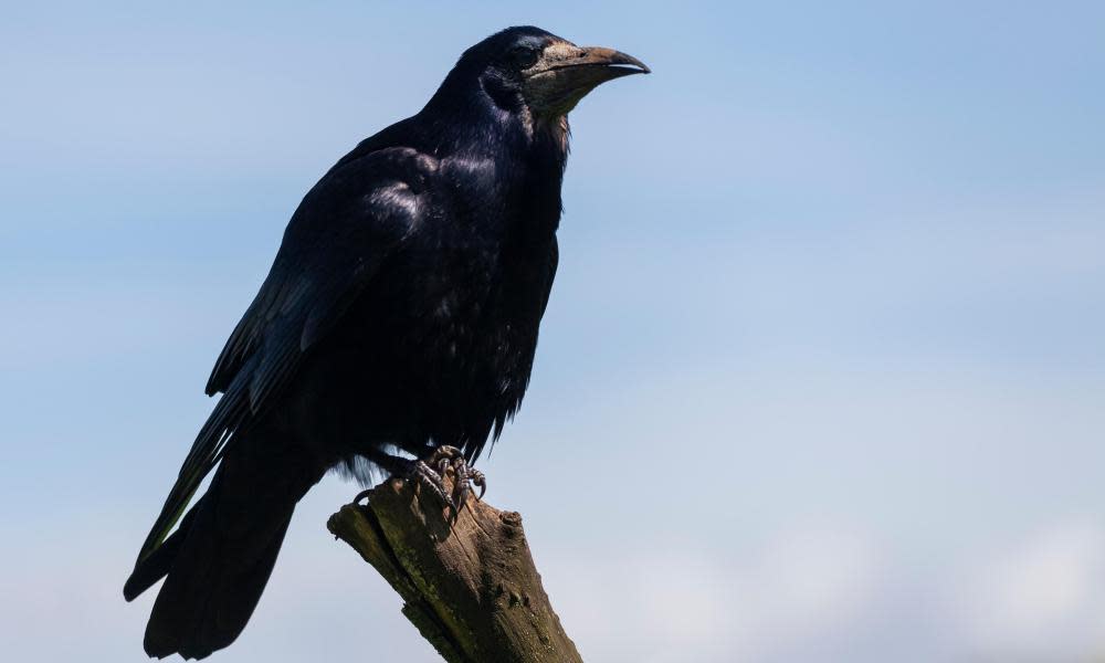 <span>Photograph: Elizabeth Leyden/Alamy</span>