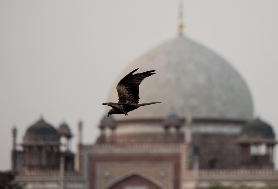 An Indian Black Kite flies past the 16th century Mughal monument Humayun's Tomb in New Delhi on February 8, 2019