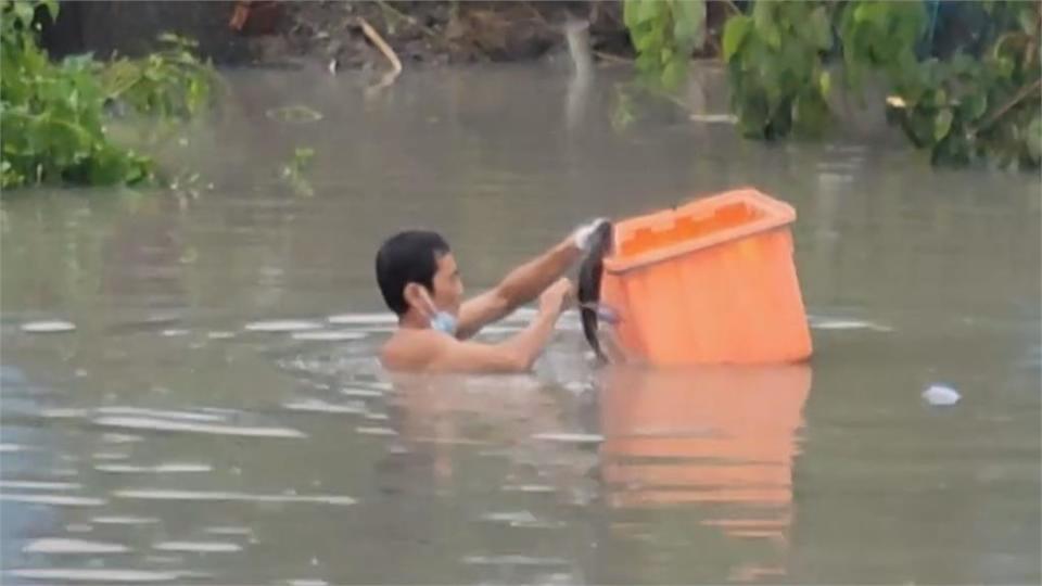 水淹魚塭...高級魚種游出！　「龍膽石斑」釣回家加菜