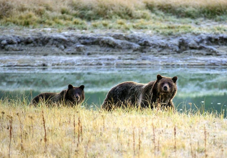 Canada has partially reversed a nearly two-decade ban on hunting grizzly bears in Alberta (KAREN BLEIER)