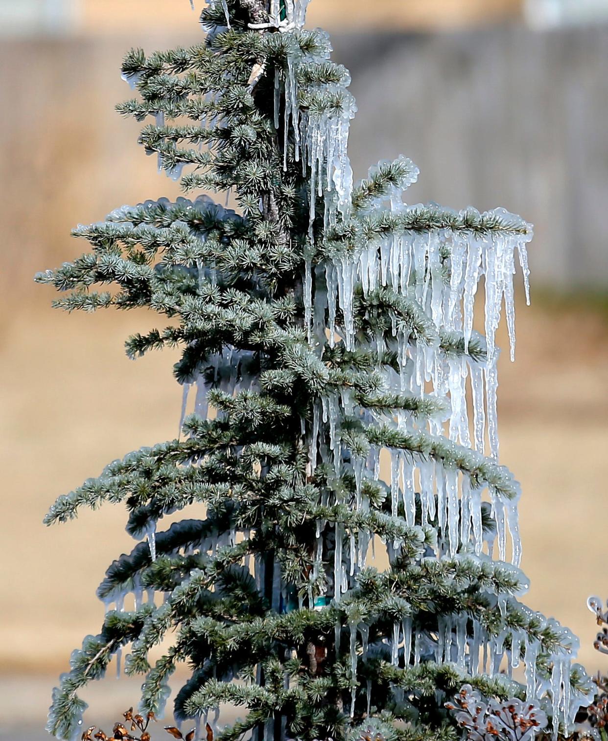 Ice forms on a tree Jan. 6 in Oklahoma City.