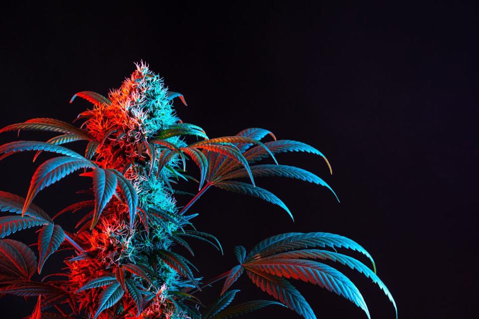 minimalist image of a flowering medical marijuana or hemp plant with large buds isolated on a black background with copy space dual toned with red and blue light in vaporwave aesthetic
