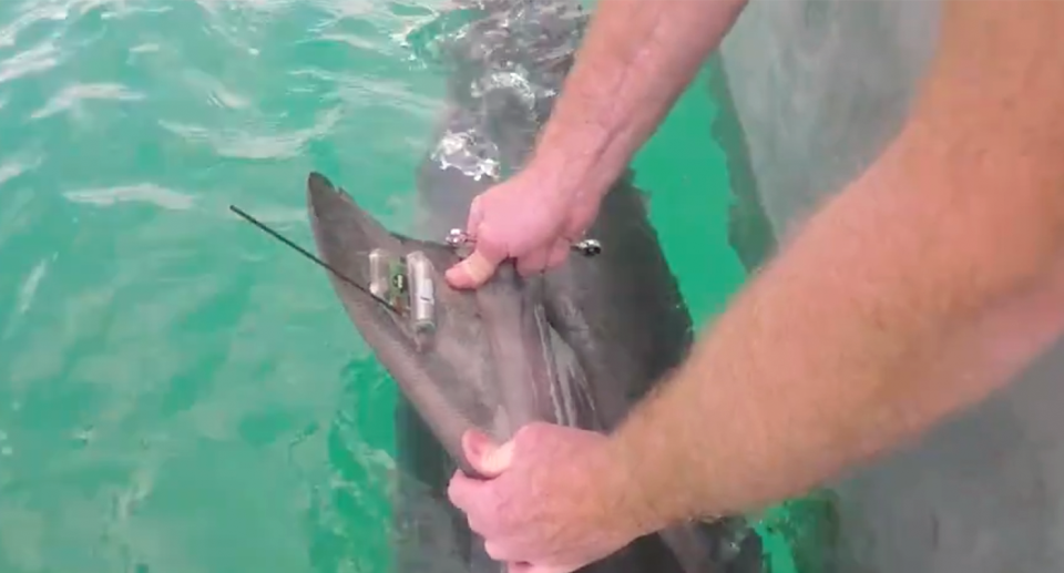 A fisherman tagging the bull shark. 