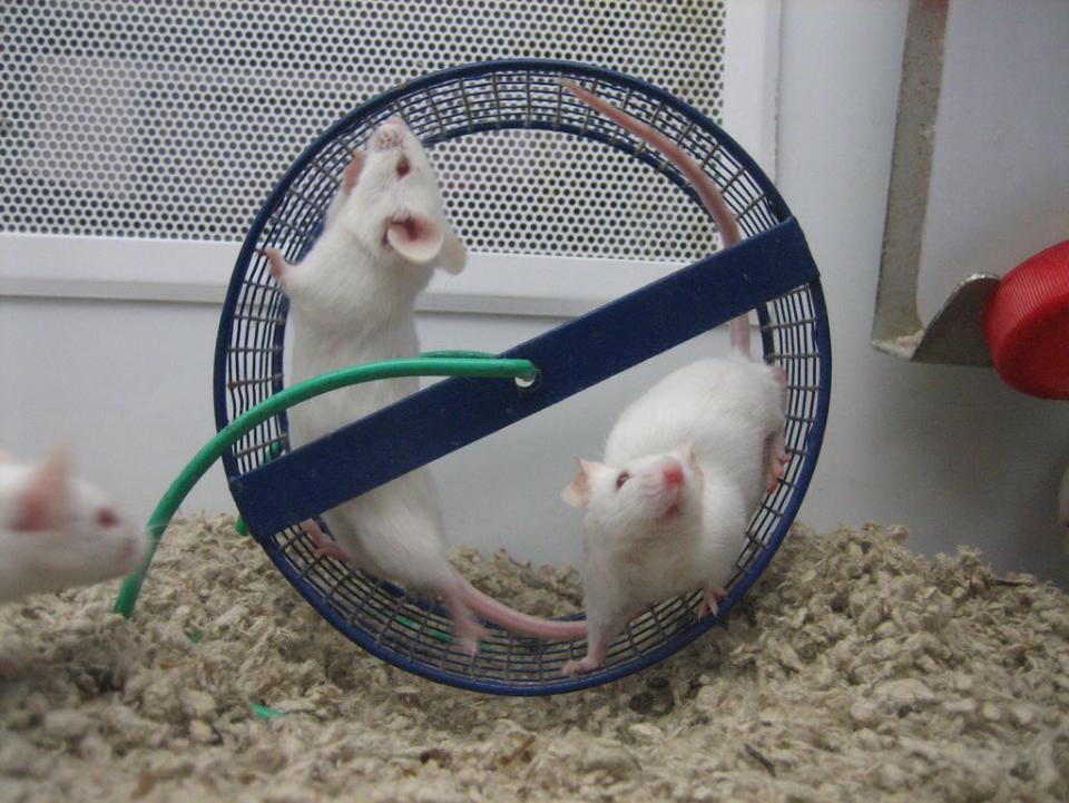 Lab mice