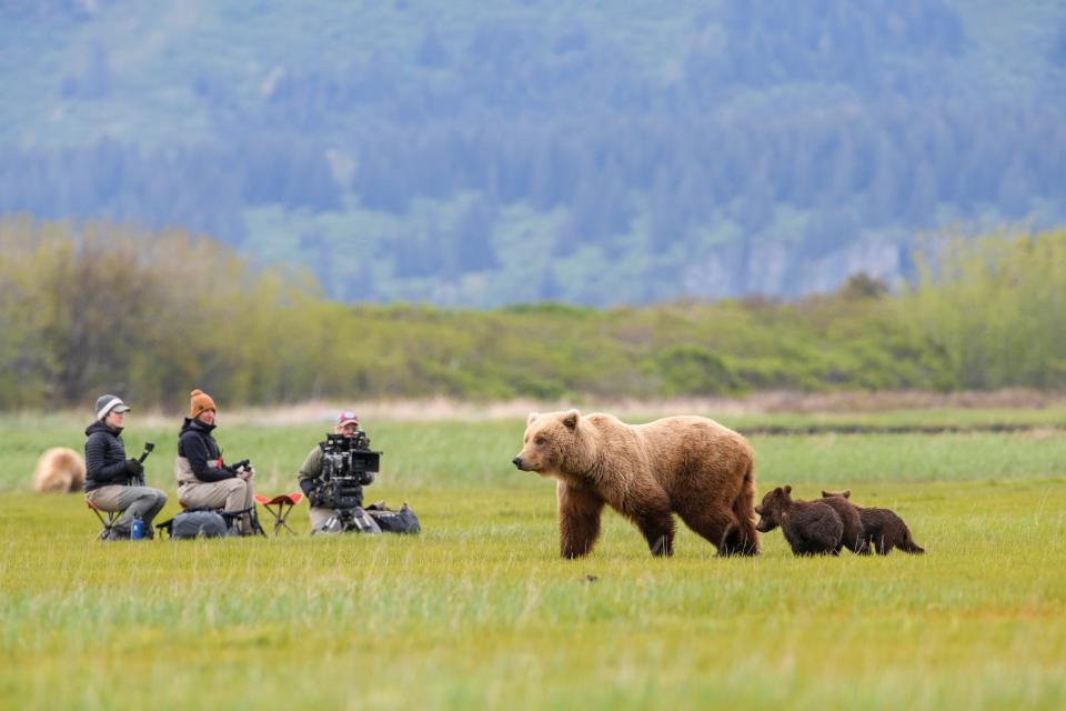 Queens cinematographer and mentee Erin Ranney films a female brown bear and her three cubs on the sedge meadows of Alaska with assistant producer Alicia Russo and bear safety guide Teresa Whipple.