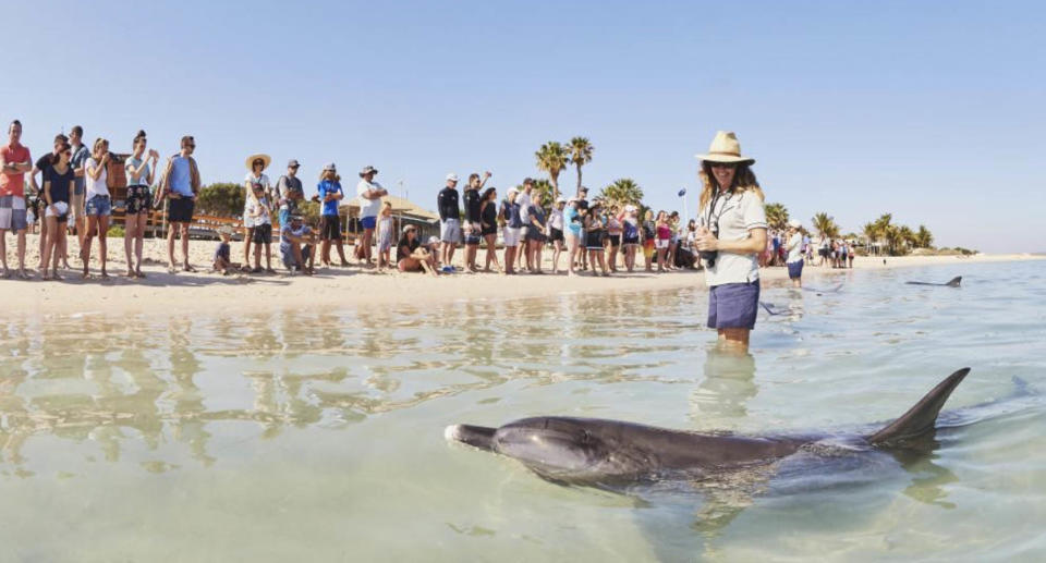 Tourists watching a dolphin in the shallows at Monkey Mia. 