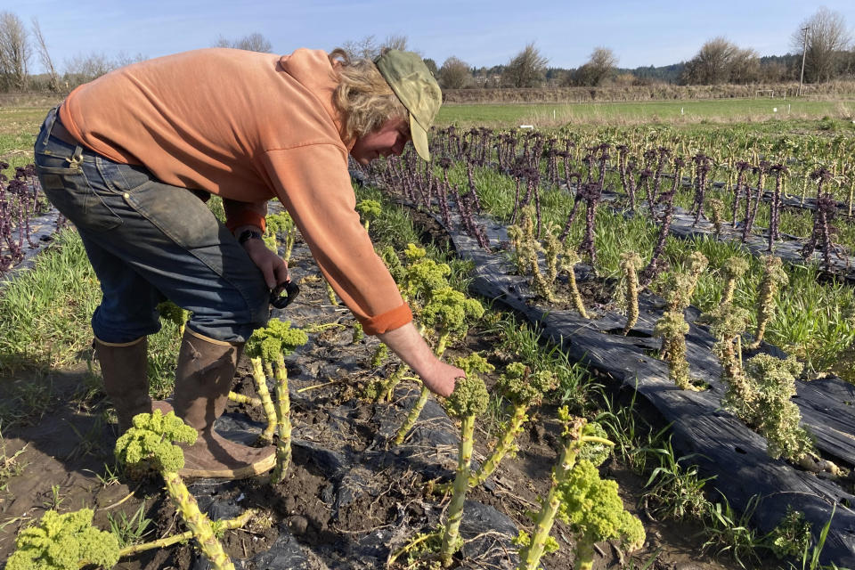 Aaron Nichols examines organic kale growing on his farm in the unincorporated community of Helvetia, Ore. Nichols believes that a bill in the Legislature that would allow the governor to unilaterally expand urban growth boundaries threatens farms. (AP Photo/Andrew Selsky)