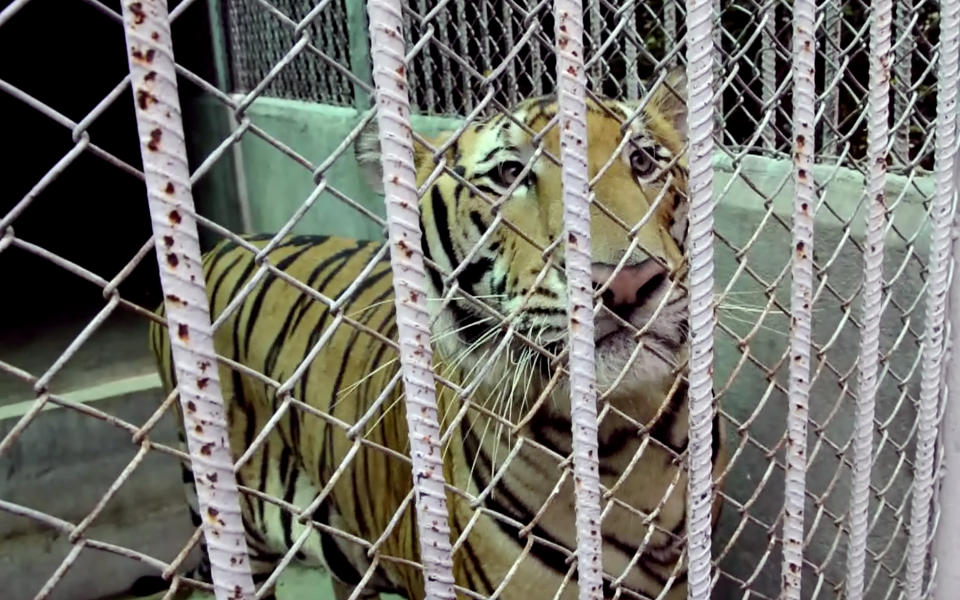 In this image made from video, a tiger stands in a cage at a property in Saiyok district in Kanchanaburi province, west of Bangkok, Thailand, Tuesday, June 7, 2016. Police investigating Thailand's now infamous Tiger Temple found what they believe was a slaughter house and tiger holding facility used as part of the temple's suspected trafficking network. (AP Photo)