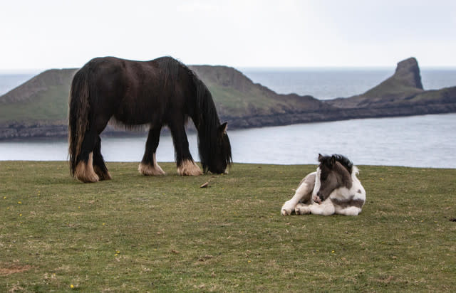 Public Told To Be Cautious While Traditional Cob Horses Roam The Headland Of Rhossili