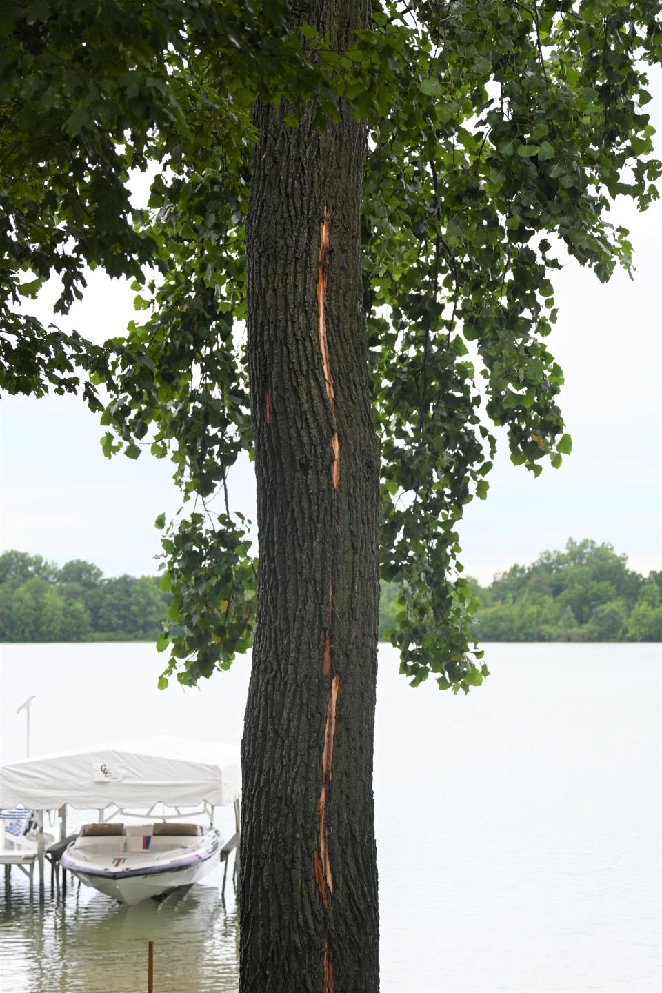 A lightning strike split the trunk of a cottonwood tree early Tuesday morning off Iyopawa Road.