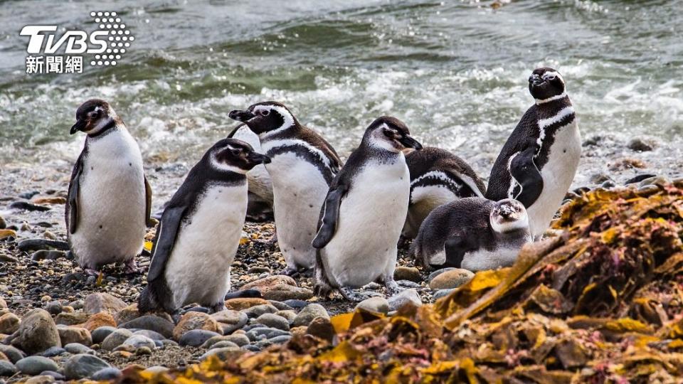 企鵝驚見被斬首陳屍動物園。（示意圖／Shutterstock達志影像）