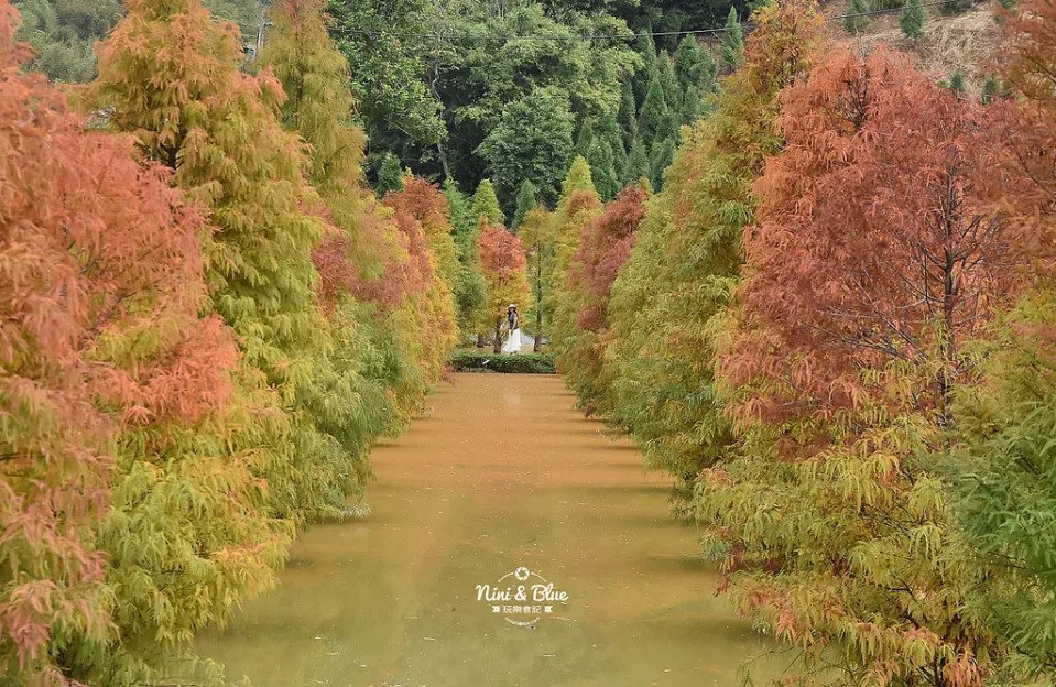 苗栗三灣 落羽松 秘境 苗栗景點05