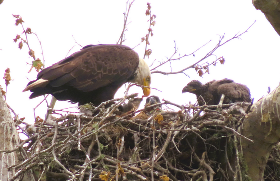 A baby red-tailed hawk chick that was plucked by bald eagle parents and taken back to their nest is fed alongside two eaglets on May 23, 2024 in San Simeon.