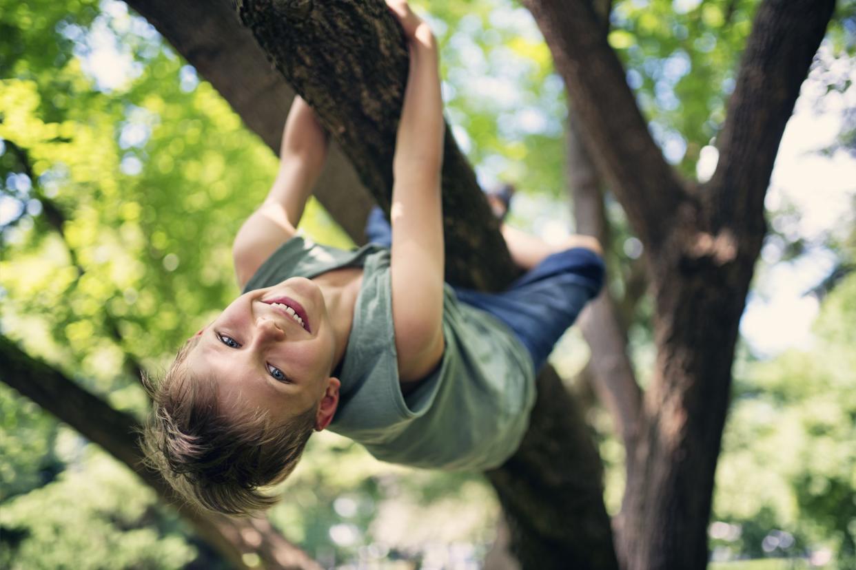 Little boy aged 8 in forest or park climbing a tree. Little boy is hanging from the branch and laughing at the camera.Nikon D850.