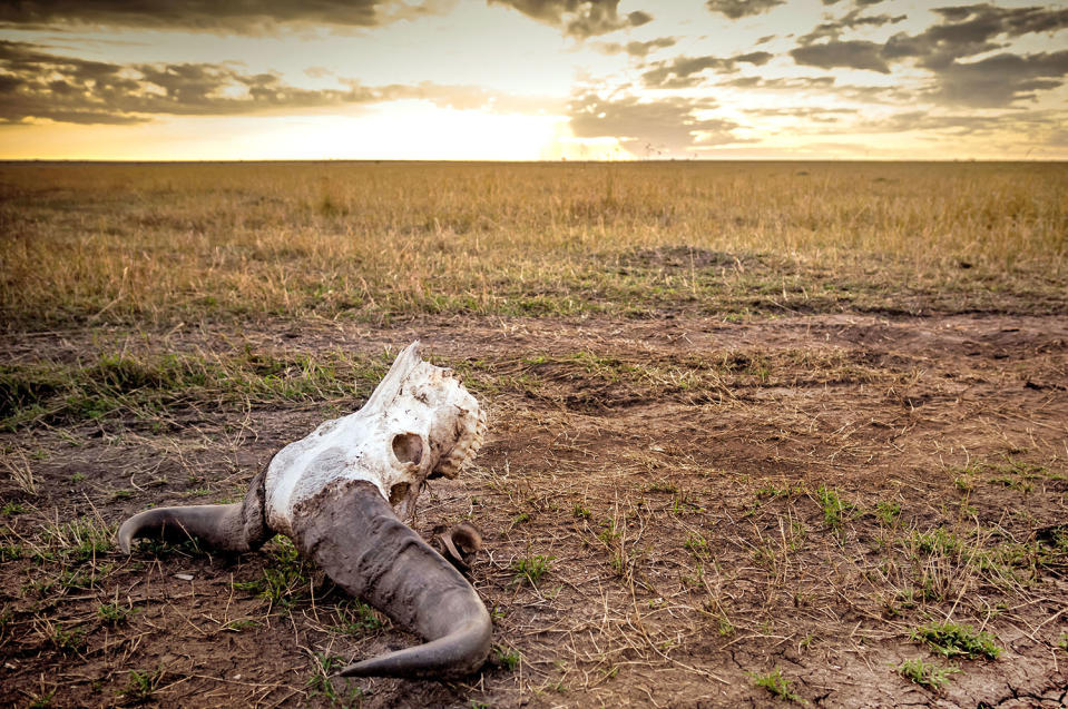 Herding home: Wildebeest photographed in mass migration