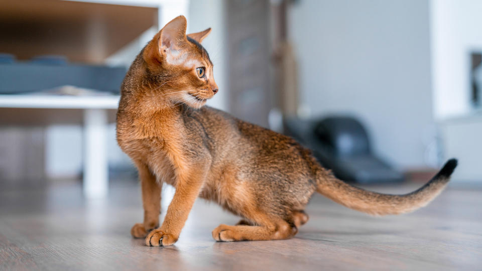 Abyssinian kitten with long tipped tail