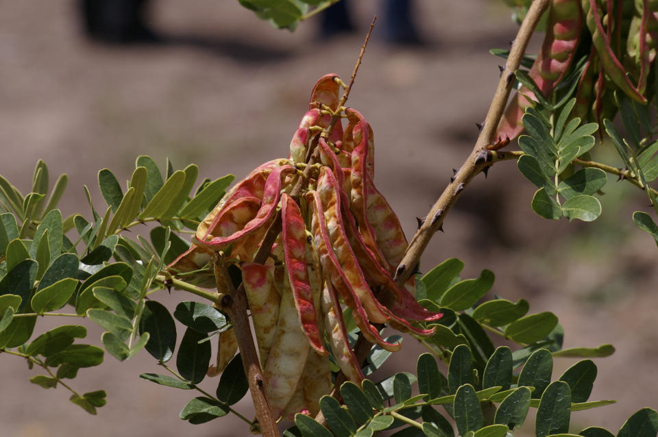 Tara, Caesalpinia spinosa, native to Peru (gustavo ramirez / Getty Images)
