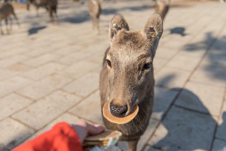 Japan’s famous wild deer, which attracted more than two million visitors to Nara last year, are dying at the hands of tourists.Six of the deer in Nara Park have been killed due to swallowing plastic left behind by tourists since March.An autopsy showed that one deer had 4.3kg of plastic in its stomach, reports The Telegraph.An additional 29 deer were killed in traffic accidents in 2018, as the animals often wander into the busy road to be fed by visitors.The park, which spans 5,000sq m, is home to around 1,200 sika deer. They are considered sacred and have protected “national treasure” status.For tourists, the main attraction is seeing the deer bow, which they have learnt to do in exchange for food.Stalls selling senbei snacks (Japanese rice crackers) to feed the animals use environmentally friendly packaging, developed by the Nara Deer Welfare Association.However, many tourists will bring their own plastic waste and are not as careful as they should be when discarding of it. Plastic bags, ring pulls, cups and bottles have all been spotted in Nara Park.Justin Francis, CEO of Responsible Travel, said: “The Nara deer have become the latest victims of deadly overtourism, from their run ins with traffic to the now rising problem of plastic pollution – their protected status is in question at the hands of irresponsible tourism.“These sacred animals are being treated as a commodity, used by tourists to snap the perfect shot for Instagram, and not enough is being done to ensure their welfare. Japan is second only the US in plastic waste per capita, a shocking indictment of inaction gripping the developed world, while the excessive plastic pollution is a problem which goes beyond the confines of Nara park.“As with any wildlife encounter, the animals should always be put first, not the tourist. It is clear this is not happening in Nara; those responsible should ask themselves, if these deer are dedicated as ‘national treasures’, isn't it time they were treated that way?”“It is always advisable not to encourage deer to become reliant on humans for food, but in places such as Nara where it is permitted we recommend that only natural foods endorsed by the local authorities is given, and that processed food items and plastic packaging are avoided,” Charles Smith-Jones, technical adviser at The British Deer Society, told The Independent.“At other times it is always best to simply enjoy watching the deer from a distance. The British Deer Society urges everyone to dispose of their waste responsibly and in such a way that it cannot be a danger to wildlife.”He added that, closer to home, the same species of deer lives in Richmond Park, where around five are thought to be killed each year by consuming litter. Energy gel sachets discarded by cyclists have been highlighted as being of particular concern.
