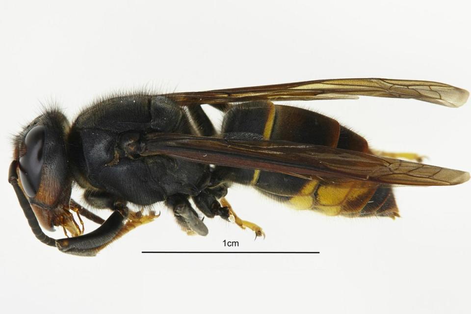 Sighting: Asian hornets prey on honey bees (PA)