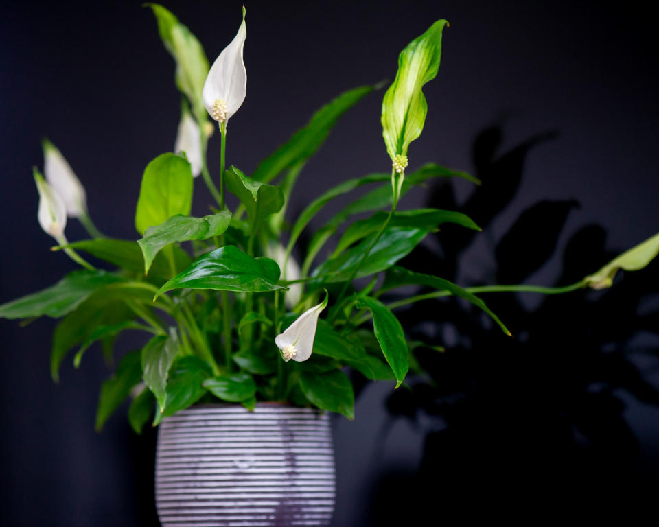 3. PEACE LILY