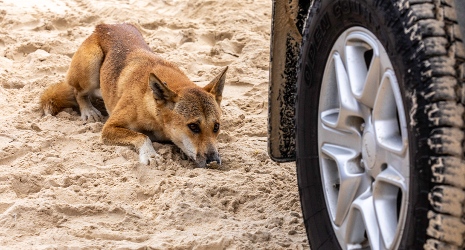 A dingo caused minor injuries after an incident involving a child. Source: Getty (File)