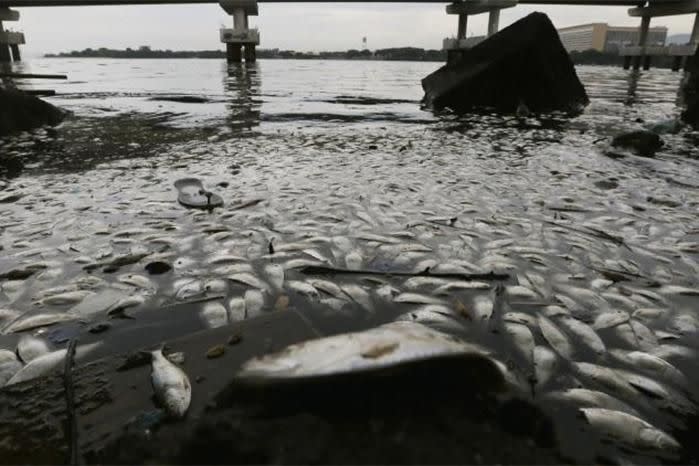 Dead fish are seen floating on the edge of Guanabara Bay last year. Image: Getty.