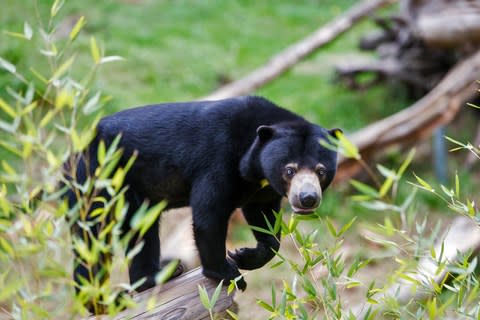 A sun bear in Borneo - Credit: getty