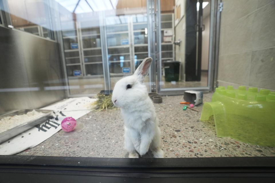 A bunny looks through a window in the new Arizona Humane Society Rob & Melani Walton Papago Park campus in Phoenix on March 4, 2024.