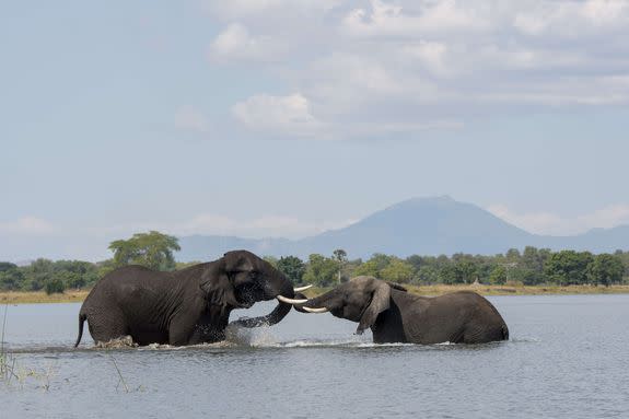 African elephant bulls playing in the water of the Shire River in Liwonde National Park, Malawi.