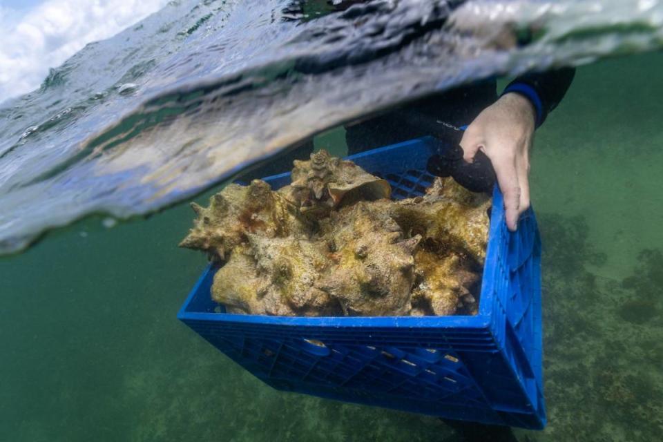 Florida Fish and Wildlife Conservation Commission associate research scientist Gabriel Delgado holds a milk crate full of Queen Conchs for transportation to deeper waters where the snails have a higher chance of successfully mating, during a dive with FWC on Monday, June 10, 2024, in Miami, Fla.