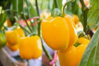 <p>Peppers are another fun vegetable to grow in gardens, as they take up little space and produce high yields when planted close together. In USDA Hardiness Zones 5–10, peppers can be planted indoors in March before transferring outside to the garden. The key is to start growing from seed 6 to 12 weeks before the last frost.</p>