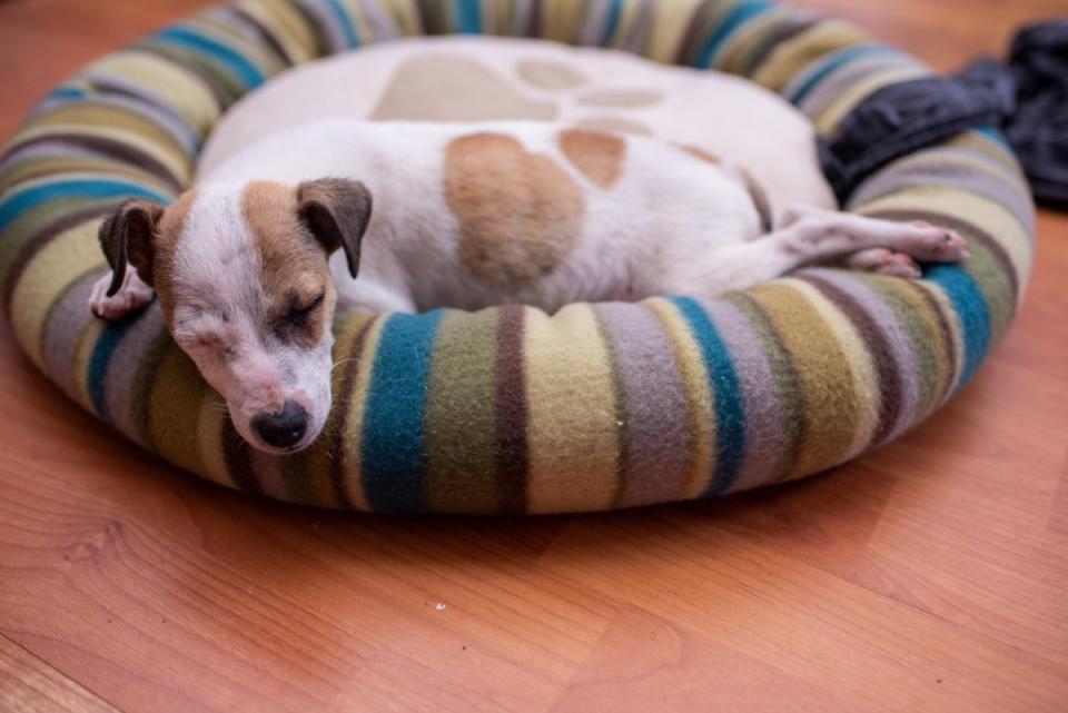 Small puppy in soft striped dog bed